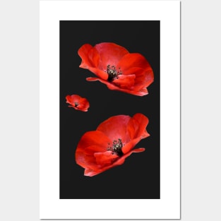 Red Poppies Posters and Art